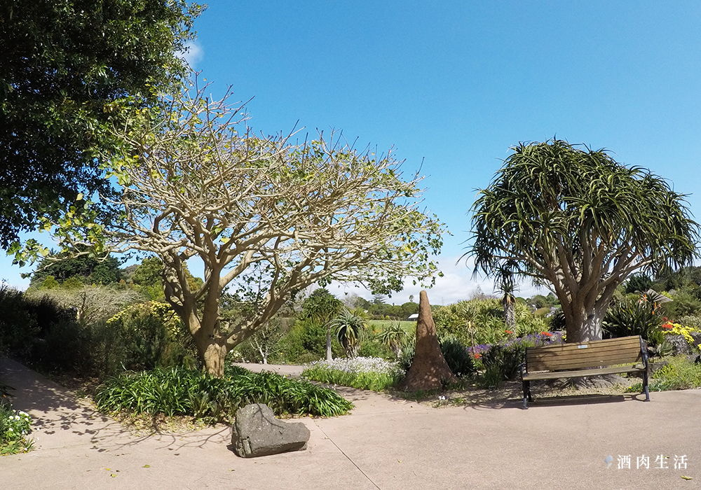 酒肉生活-紐西蘭奧克蘭植物園Auckland-Botanic-Gardens-賞櫻花-11