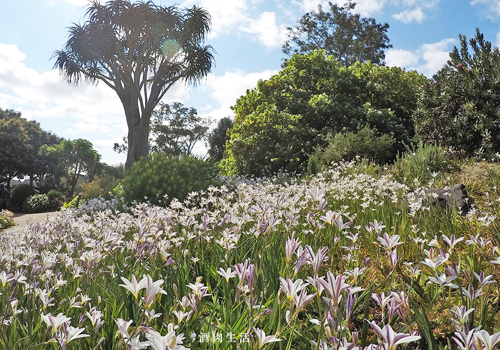 酒肉生活-紐西蘭奧克蘭植物園Auckland-Botanic-Gardens-賞櫻花-12
