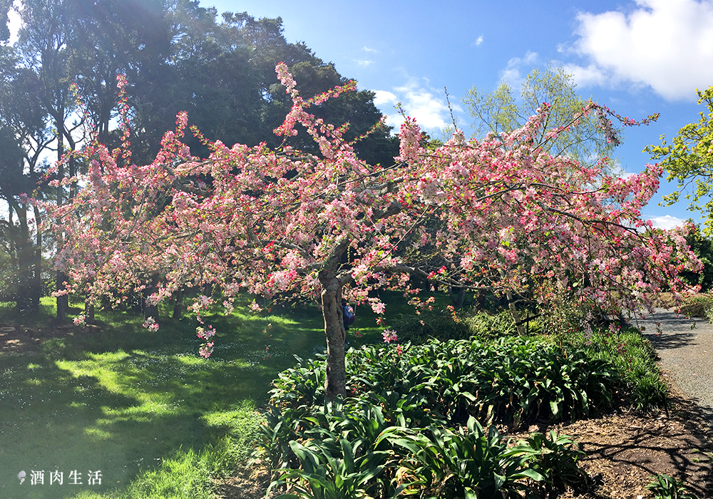 酒肉生活-紐西蘭奧克蘭植物園Auckland-Botanic-Gardens-賞櫻花-16